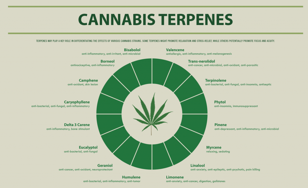 Cannabisterpnes cannacaredocs 1024x625